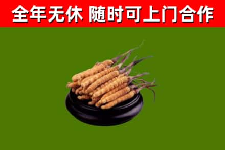 修水县回收冬虫夏草
