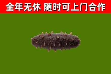 修水县回收海参干